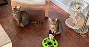 Nikita participe au concours pour gagner de l'argent avec cette photo : alert, animal, cat, cat_toy, cat_tree, cats, chair, furniture, green_toy, home, indoor, mirror, pet, playful, sitting, standing, striped_fur, tabby, two_cats, wooden_floor