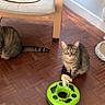 alert, animal, cat, cat_toy, cat_tree, cats, chair, furniture, green_toy, home, indoor, mirror, pet, playful, sitting, standing, striped_fur, tabby, two_cats, wooden_floor