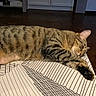 Nikita a rejoint le concours — aidez-le/la à gagner de superbes lots ! animal, bed, bedroom, blanket, cat, cozy, ears, fur, furniture, indoor, lying_down, paws, pet, relaxed, sleeping, striped_fur, tabby_cat, television, whiskers, wooden_floor
