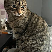 Nikita a rejoint le concours — aidez-le/la à gagner de superbes lots ! animal, background, bed, cat, chair, close_up, ears, feline, furniture, green_eyes, home, indoor, pet, photography, portrait, serious_expression, sitting, striped_fur, tabby_cat, whiskers