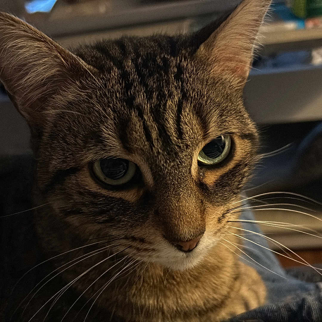 Nikita
