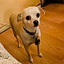 dog, small_dog, chihuahua, pet, indoor, wooden_floor, collar, tag, looking_up, curious, animal, canine, domestic_animal, standing, ears, short_fur, brown, white, floor, wall