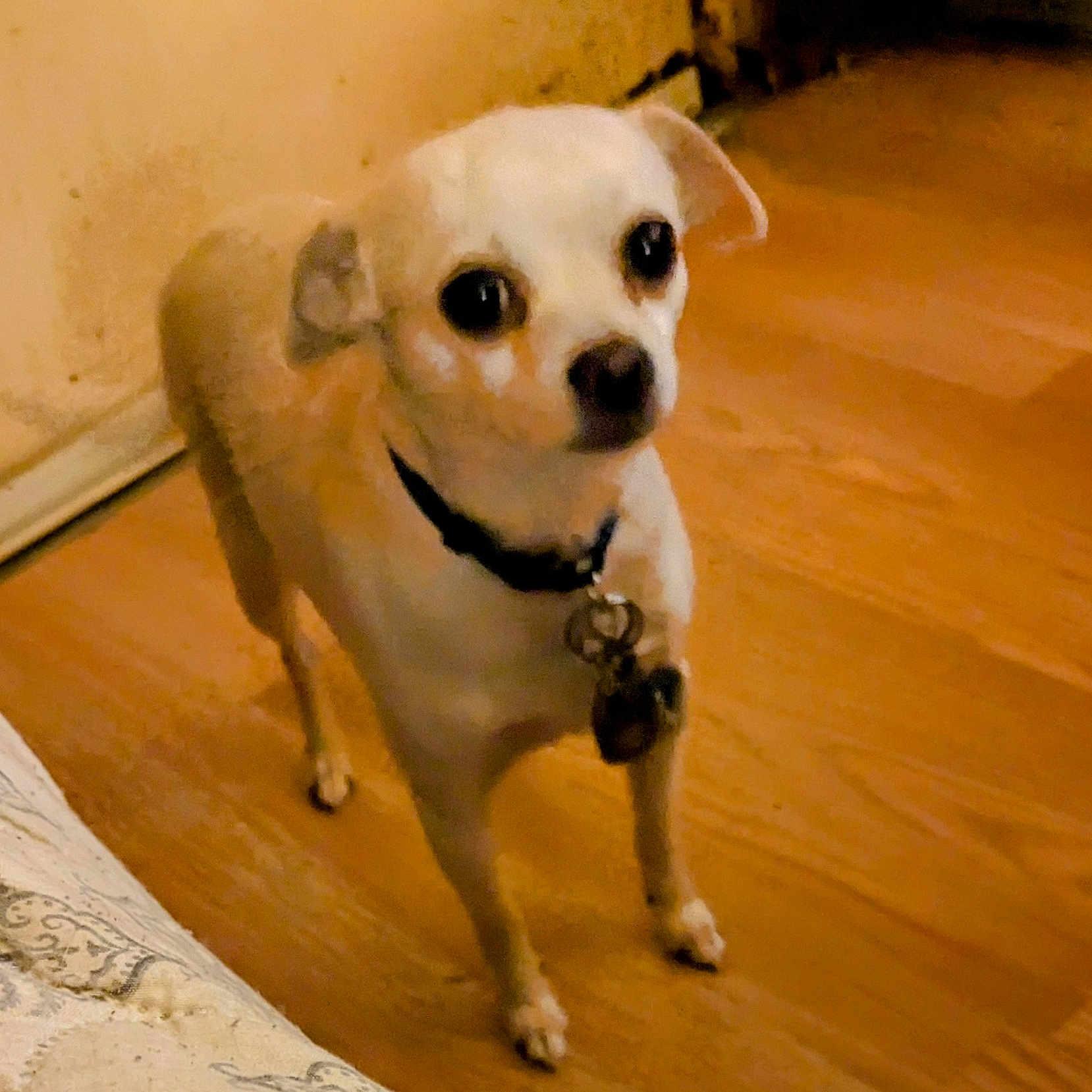 Shadow is registered to the contest to win money with this photo: animal, brown, canine, chihuahua, collar, curious, dog, domestic_animal, ears, floor, indoor, looking_up, pet, short_fur, small_dog, standing, tag, wall, white, wooden_floor