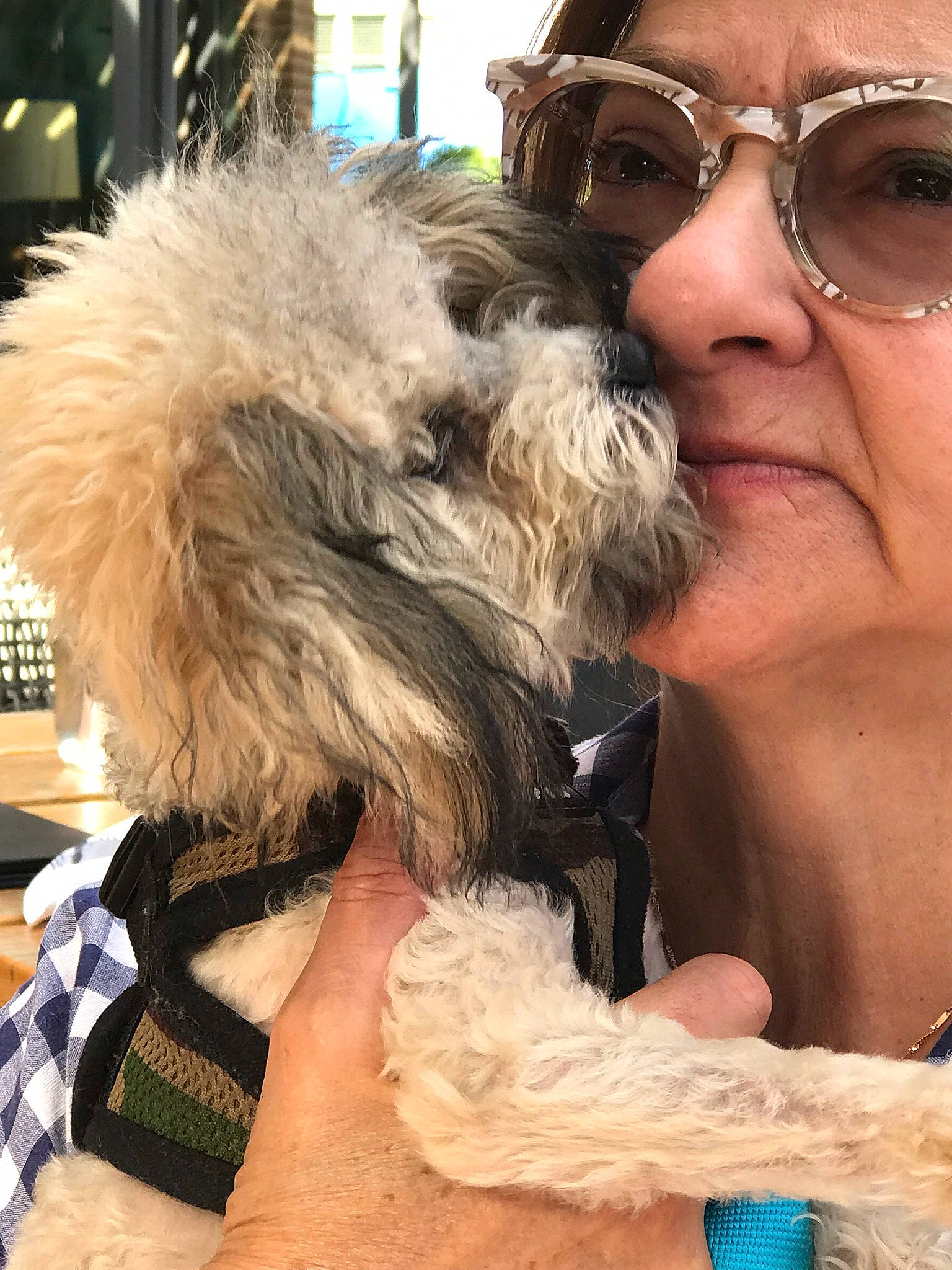 Jose joined the competition — help win amazing prizes! affenpinscher, beard, bolonka, canidae, carnivore, dog, dog_breed, eyewear, facial_hair, fur, glasses, havanese, labradoodle, maltese, miniature_schnauzer, morkie, schnoodle, sunglasses, toy_dog