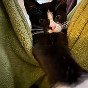 Armani joined the competition — help win amazing prizes! kitten, cat, tuxedo_cat, black_and_white, paw, whiskers, blanket, green_blanket, cozy, indoor, cute, pet, animal, curious, close_up, fur, soft_texture, stretching, young_cat, portrait