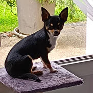 Verdi participe au concours pour gagner de l'argent avec cette photo : alert, animal, cat_tree, chihuahua, concrete_floor, curious, daylight, dog, furniture, greenery, home, indoor, pet, plant, potted_plant, purple, side_view, sitting, small_dog, window
