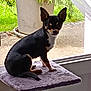 alert, animal, cat_tree, chihuahua, concrete_floor, curious, daylight, dog, furniture, greenery, home, indoor, pet, plant, potted_plant, purple, side_view, sitting, small_dog, window