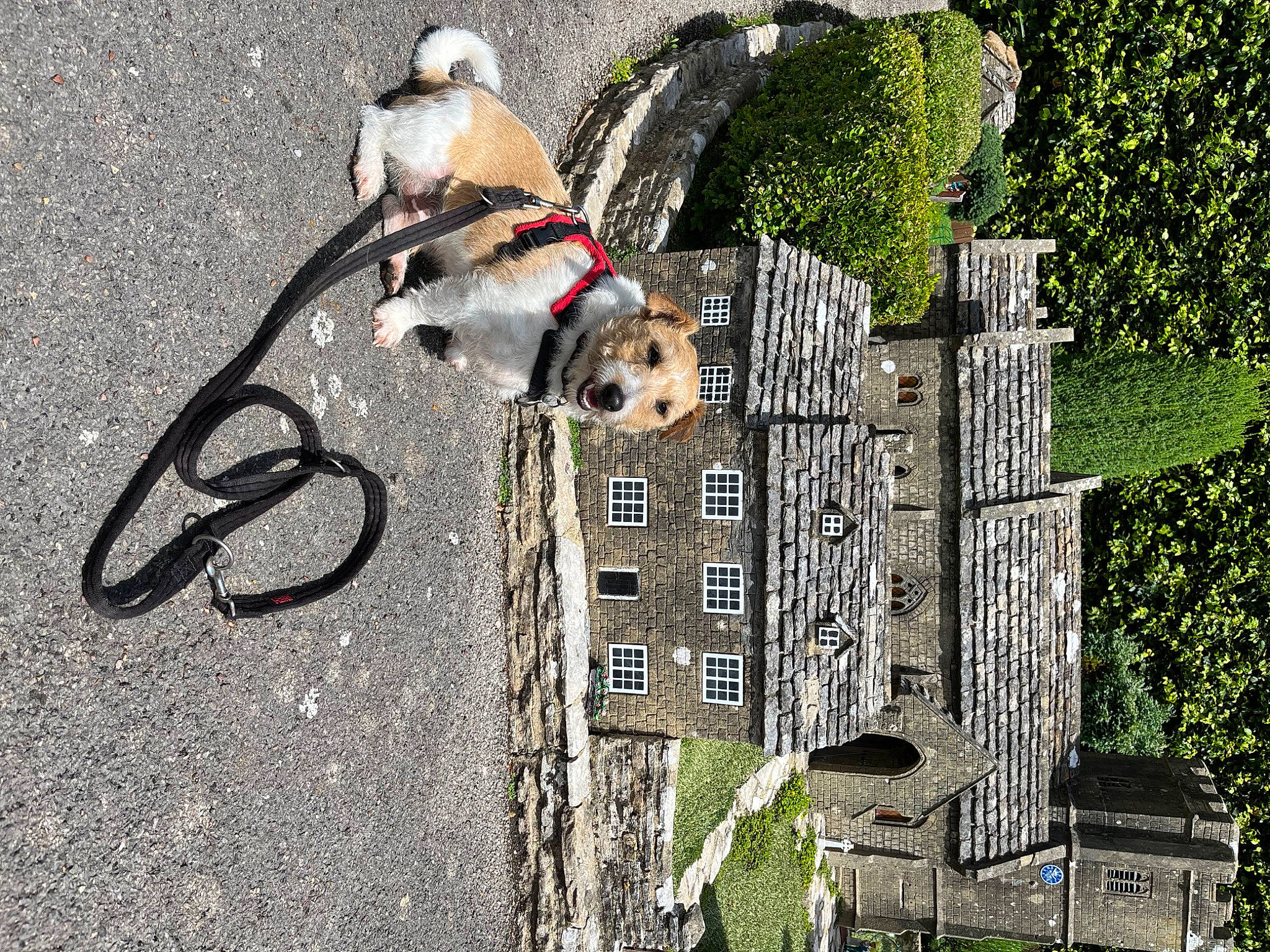 Dennis is registered to the contest to win money with this photo: art, bicycle_accessory, bicycle_handlebar, bicycle_tire, building, carnivore, cycling, dog, dog_breed, facade, house, landscape, leash, plant, recreation, sidewalk, tree, urban_design, window, wire