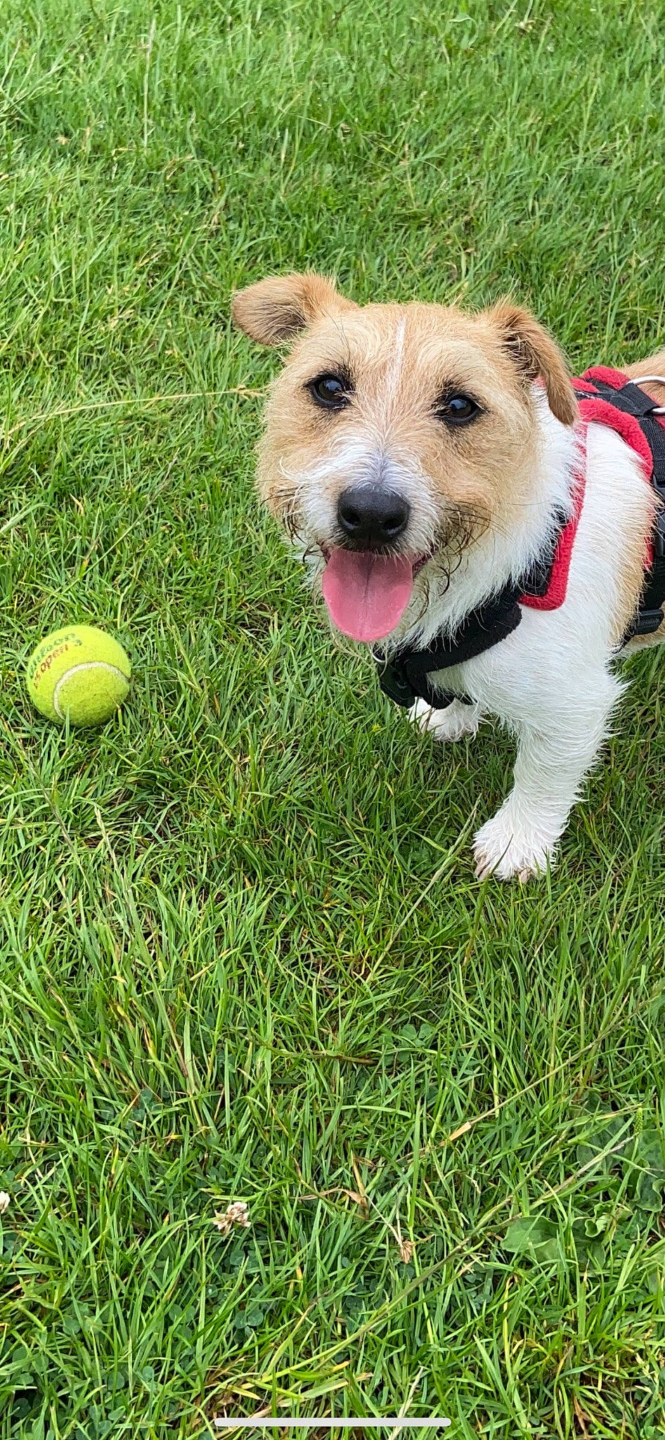Dennis is registered to the contest to win money with this photo: ancient_dog_breeds, ball, carnivore, collar, companion_dog, dog, dog_breed, dog_clothes, dog_collar, dog_supply, fawn, grass, lawn, leash, plant, sports_equipment, sports_toy, stuffed_toy, tennis_ball, terrier