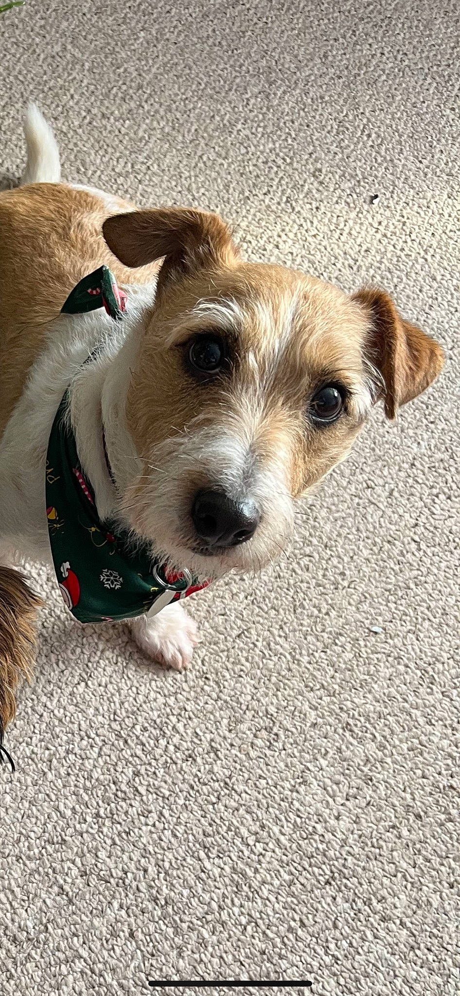 Dennis is registered to the contest to win money with this photo: canidae, carnivore, collar, companion_dog, dog, dog_breed, dog_collar, dog_supply, fawn, fur, leash, small_terrier, snout, sporting_group, terrestrial_animal, terrier, working_animal, working_terrier