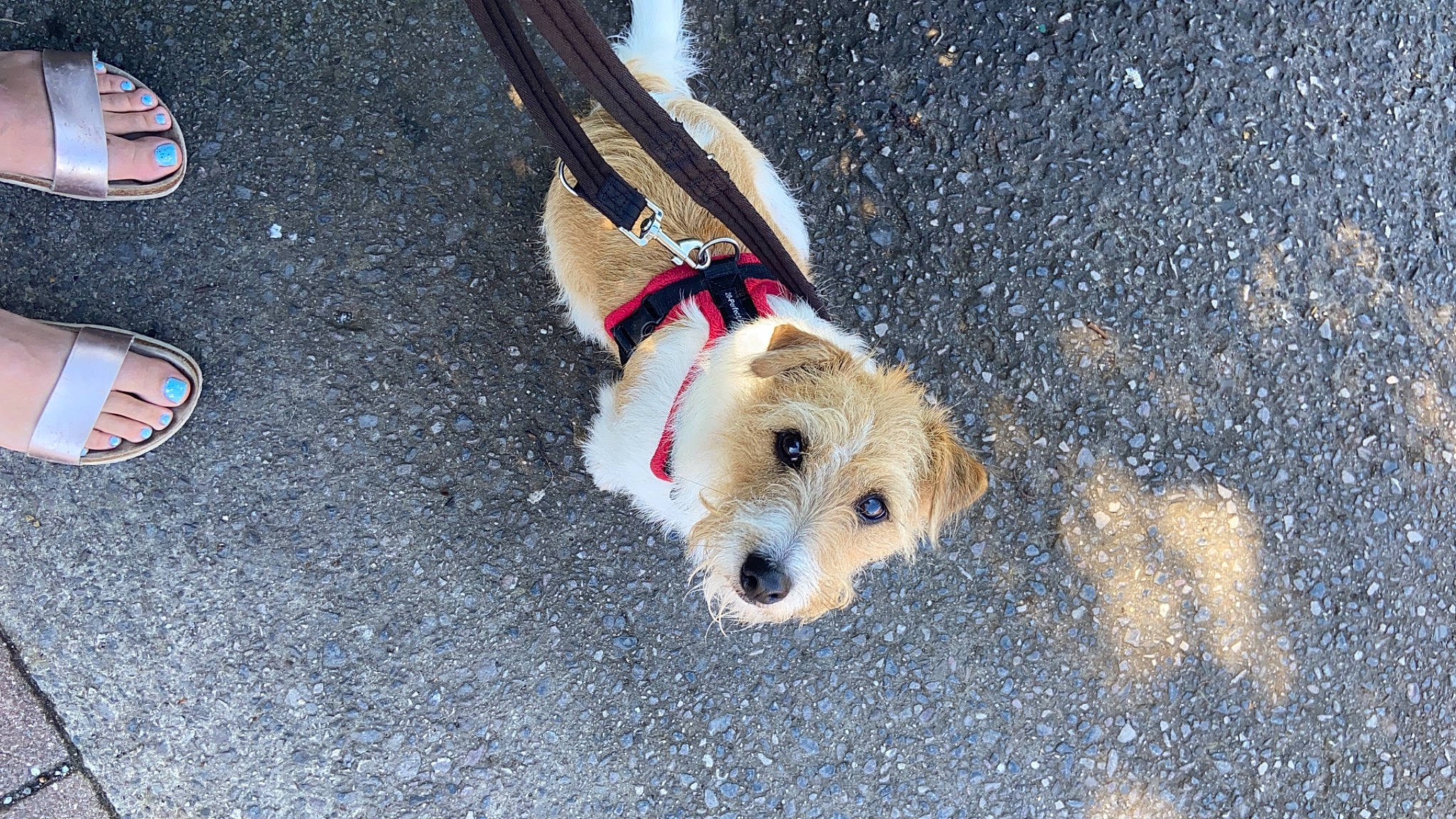 Dennis joined the competition — help win amazing prizes! canidae, carnivore, collar, companion_dog, dog, dog_breed, dog_clothes, dog_collar, dog_supply, fawn, foot, fur, leash, pet_supply, snout, sporting_group, tail, terrier, toy, walking_shoe