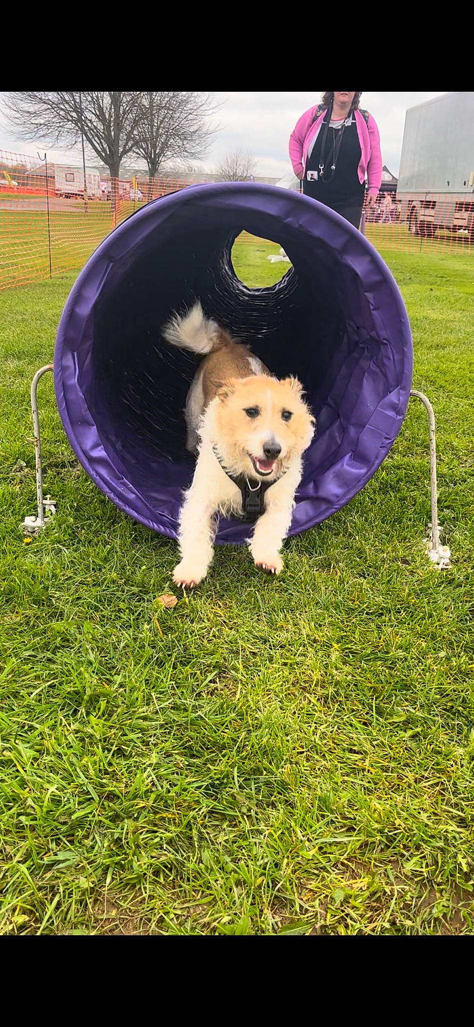 Dennis is registered to the contest to win money with this photo: animal_sports, canidae, carnivore, companion_dog, dog, dog_agility, dog_breed, dog_sports, dog_supply, fun, grass, lawn, leisure, pet_supply, plant, recreation, sporting_group, sports_toy, tail, working_animal
