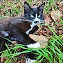 Moustache participe au concours pour gagner de l'argent avec cette photo : cat, black_and_white, outdoor, grass, leaves, nature, pet, animal, fur, whiskers, relaxed, laying_down, green_eyes, close_up, wildlife, autumn, playful, cute, mammal, daylight