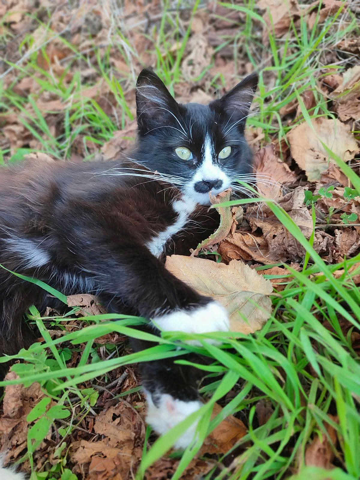 Moustache participe au concours pour gagner de l'argent avec cette photo : cat, black_and_white, outdoor, grass, leaves, nature, pet, animal, fur, whiskers, relaxed, laying_down, green_eyes, close_up, wildlife, autumn, playful, cute, mammal, daylight