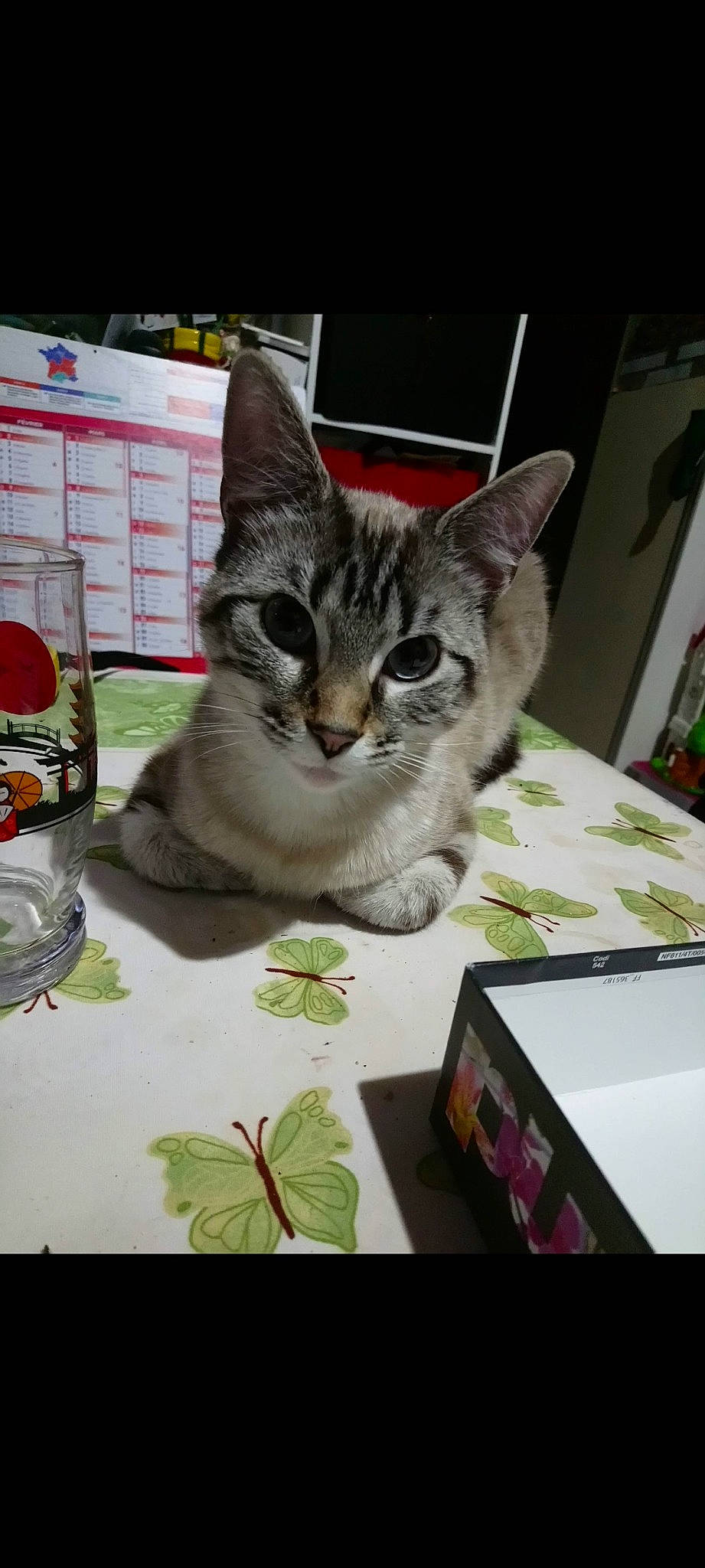 Grizou a rejoint le concours — aidez-le/la à gagner de superbes lots ! box, carnivore, cat, cat_supply, communication_device, display_device, domestic_short_haired_cat, felidae, fur, gadget, output_device, paw, pet_supply, plant, portable_communications_device, small_to_medium_sized_cats, snout, tablet_computer, tail, whiskers