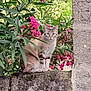 cat, animal, pet, feline, flower, pink_flower, greenery, plant, leaves, stone_wall, outdoor, nature, garden, curious, sitting, fur, whiskers, daylight, calm, portrait