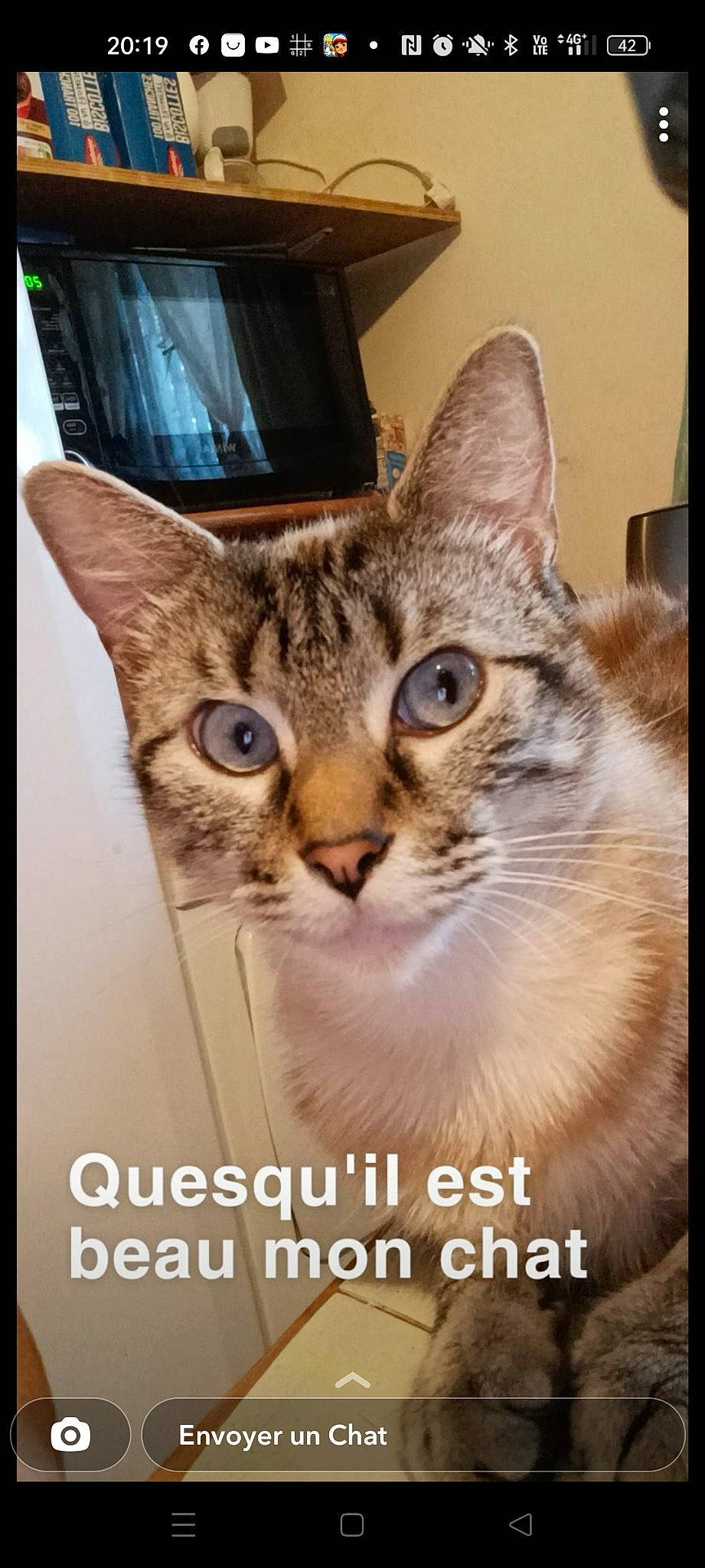 Grizou participe au concours pour gagner de l'argent avec cette photo : carnivore, cat, domestic_short_haired_cat, door, felidae, font, fur, paw, photo_caption, rectangle, small_to_medium_sized_cats, snout, tree, whiskers, wildlife, window