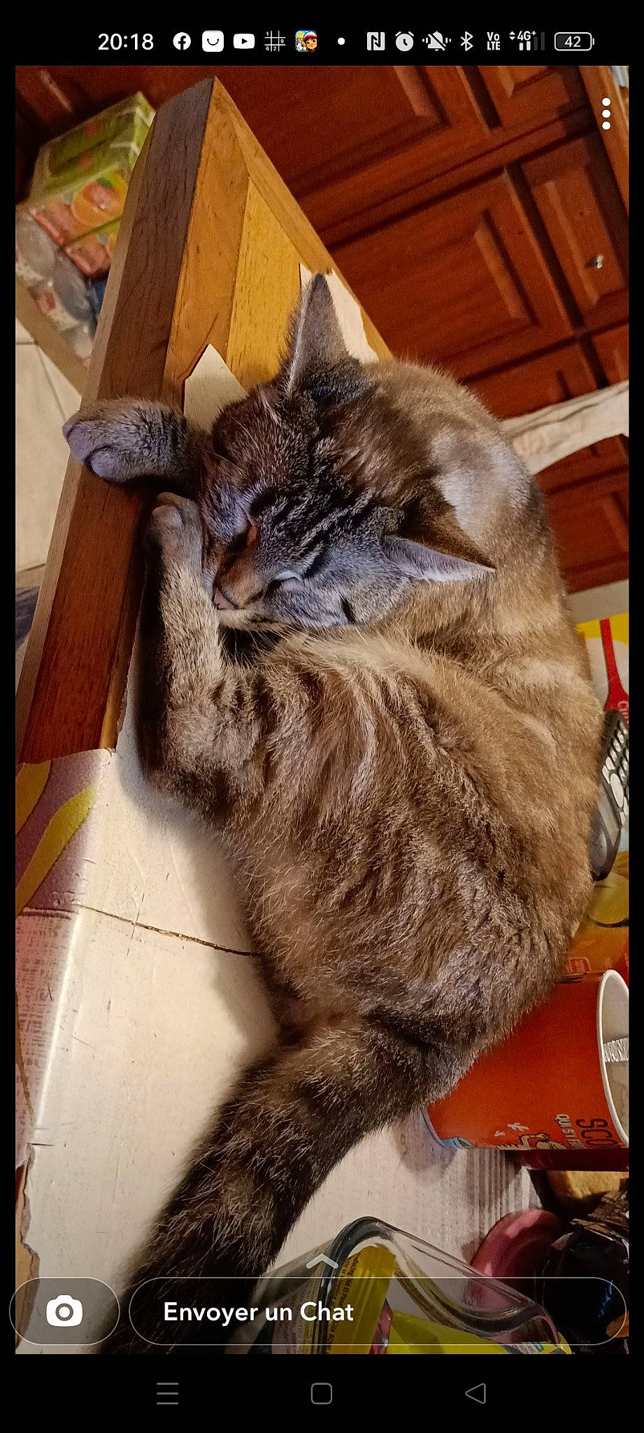 Grizou a rejoint le concours — aidez-le/la à gagner de superbes lots ! carnivore, cat, claw, domestic_short_haired_cat, felidae, fur, paw, small_to_medium_sized_cats, snout, tail, terrestrial_animal, whiskers, wildlife, wood