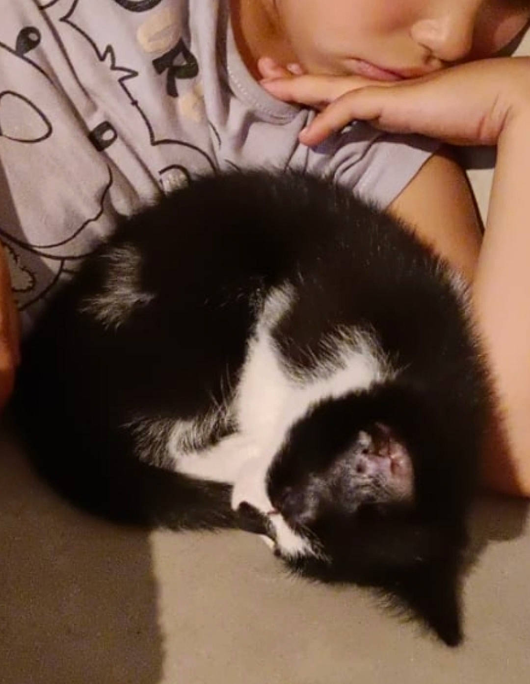 Chipie participe au concours pour gagner de l'argent avec cette photo : carnivore, cat, claw, cloud, comfort, dog_breed, domestic_short_haired_cat, ear, felidae, foot, fur, gesture, human_leg, mammal, paw, small_to_medium_sized_cats, snout, tail, thigh, whiskers