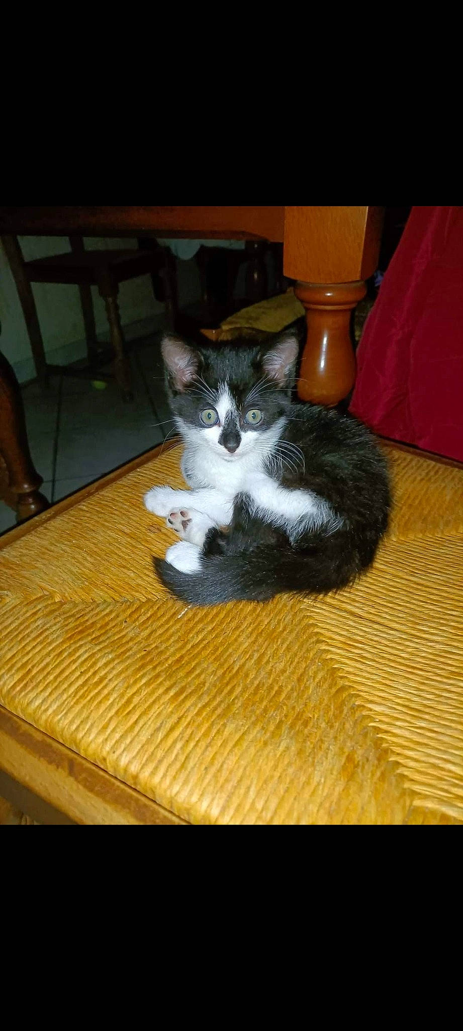 Chipie participe au concours pour gagner de l'argent avec cette photo : black_cat, canidae, carnivore, cat, chair, comfort, domestic_short_haired_cat, felidae, floor, flooring, fur, hardwood, paw, small_to_medium_sized_cats, snout, table, tail, whiskers, wood, wood_flooring