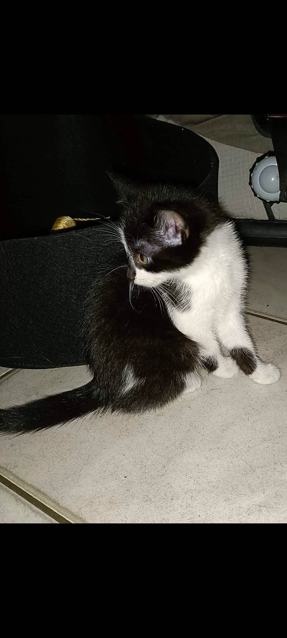 Chipie a rejoint le concours — aidez-le/la à gagner de superbes lots ! automotive_tire, black_cat, canidae, carnivore, cat, claw, dog_breed, domestic_short_haired_cat, felidae, flooring, foot, fur, human_leg, monochrome_photography, paw, shadow, small_to_medium_sized_cats, tail, tints_and_shades, whiskers