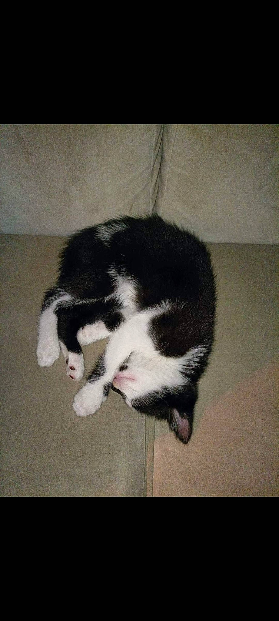 Chipie participe au concours pour gagner de l'argent avec cette photo : carnivore, cat, claw, cloud, comfort, dog_breed, domestic_short_haired_cat, felidae, foot, fur, love, monochrome_photography, nap, paw, small_to_medium_sized_cats, snout, sporting_group, tail, tints_and_shades, whiskers