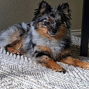 Louie joined the competition — help win amazing prizes! dog, pomeranian, lying_down, fluffy_fur, multicolored, black, white, tan, indoor, rug, carpet, pet, animal, calm, relaxed, fur_texture, small_dog, side_view, home, table_leg