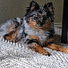 dog, pomeranian, lying_down, fluffy_fur, multicolored, black, white, tan, indoor, rug, carpet, pet, animal, calm, relaxed, fur_texture, small_dog, side_view, home, table_leg