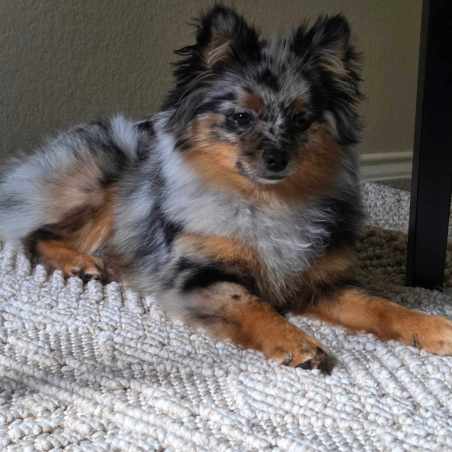 Louie joined the competition — help win amazing prizes! dog, pomeranian, lying_down, fluffy_fur, multicolored, black, white, tan, indoor, rug, carpet, pet, animal, calm, relaxed, fur_texture, small_dog, side_view, home, table_leg