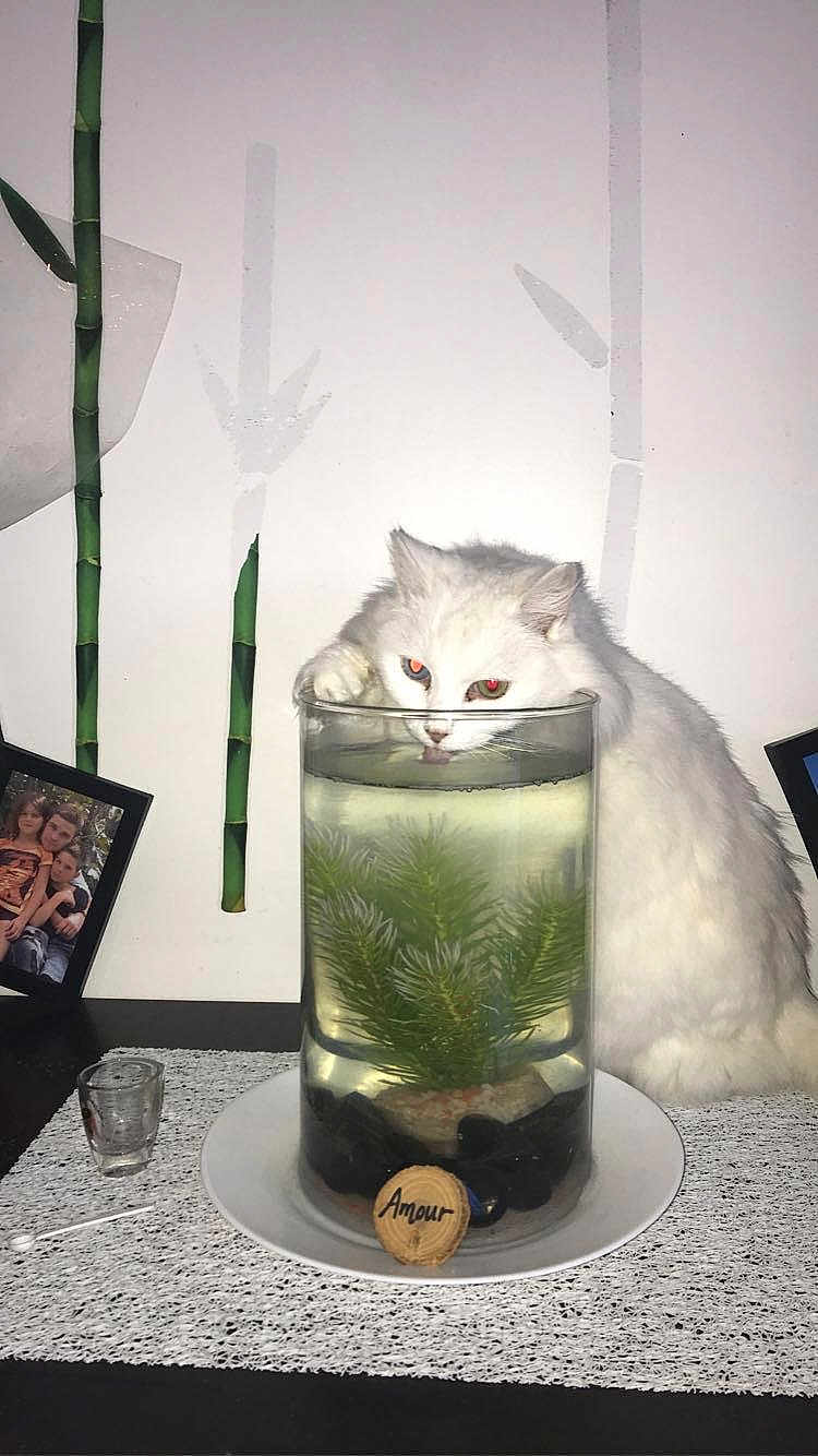 Globulle