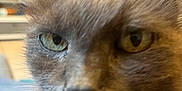 Gribouille a rejoint le concours — aidez-le/la à gagner de superbes lots ! cat, close_up, gray_cat, indoor, feline, whiskers, eyes, face, pet, domestic_animal, blurred_background, television, clock, furniture, curious, cozy, fur, animal, portrait, closeup