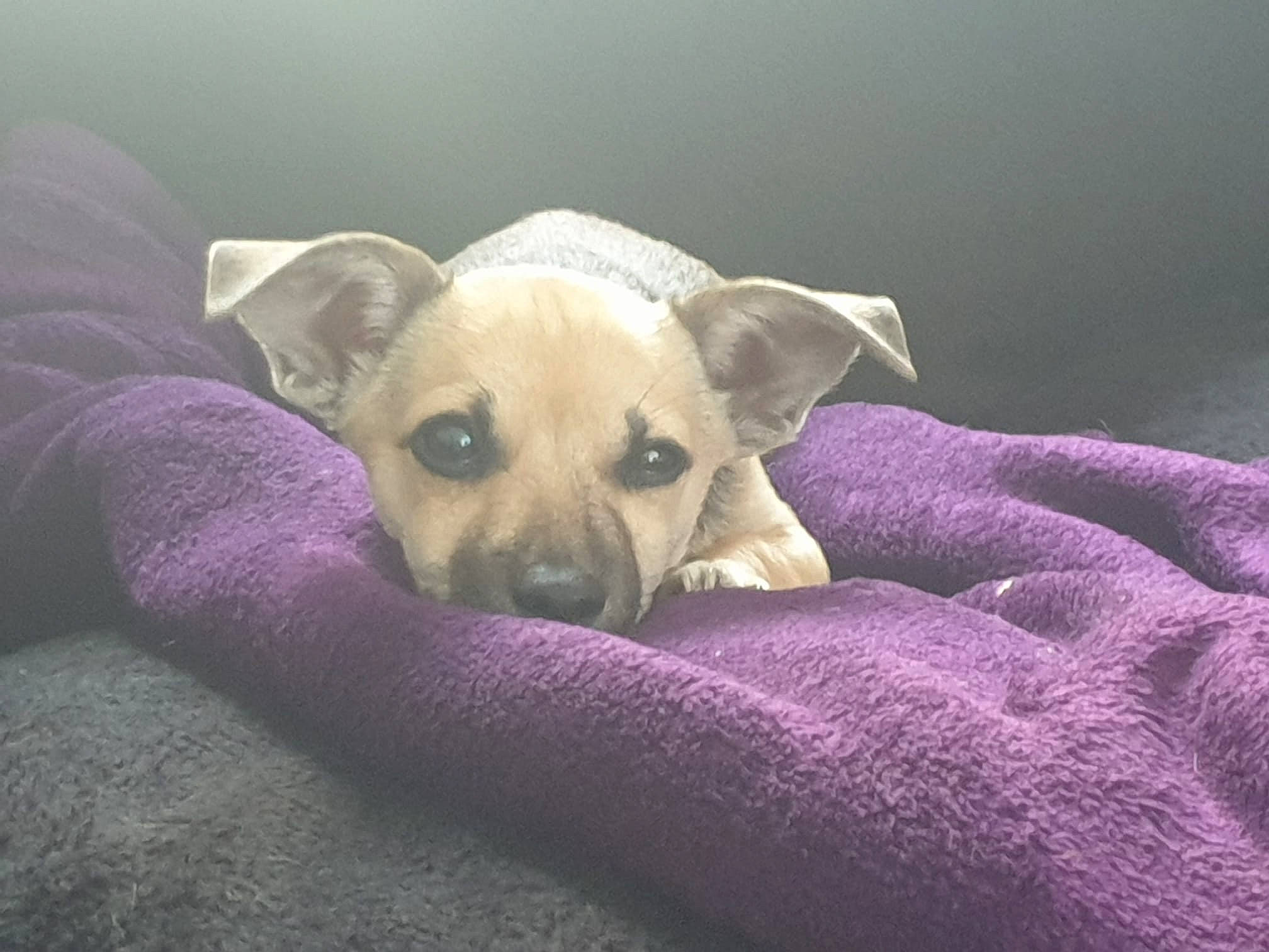 Stitch joined the competition — help win amazing prizes! canidae, carnivore, comfort, companion_dog, dog, dog_breed, dog_supply, eye, fawn, fur, linens, non_sporting_group, paw, puppy, snout, sporting_group, toy_dog, whiskers, working_animal