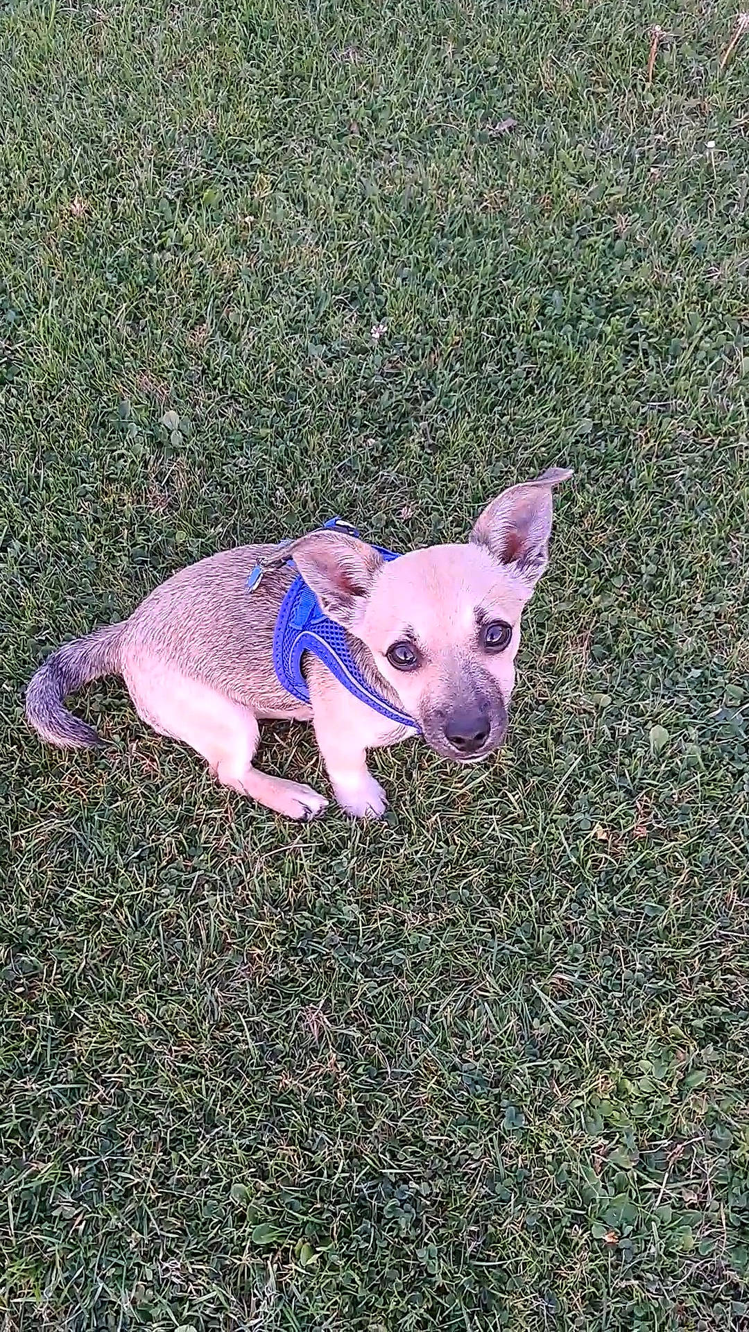 Stitch joined the competition — help win amazing prizes! canidae, carnivore, companion_dog, dog, dog_breed, electric_blue, fawn, grass, non_sporting_group, paw, shadow, snout, soil, sporting_group, tail, terrestrial_animal, toy_dog, working_animal