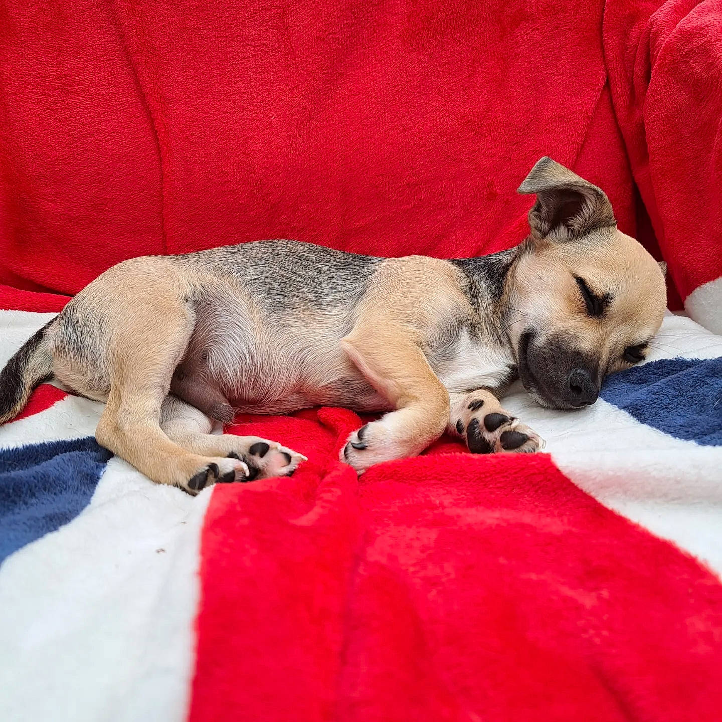 Stitch joined the competition — help win amazing prizes! canidae, carnivore, claw, comfort, companion_dog, dog, dog_breed, fawn, foot, fur, nap, non_sporting_group, paw, pug, sporting_group, terrestrial_animal, toy_dog, vertebrate, whiskers, wrinkle