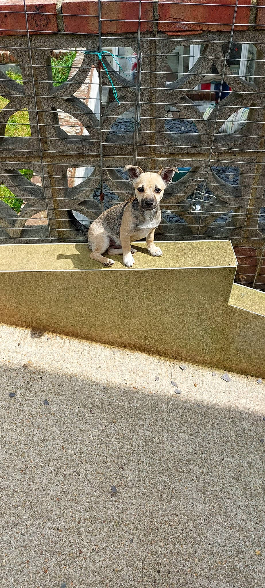 Stitch joined the competition — help win amazing prizes! asphalt, carnivore, collar, companion_dog, concrete, dog, dog_breed, dog_collar, fawn, fence, grey, leash, pet_supply, road, road_surface, sidewalk, snout, tail, wood, working_animal