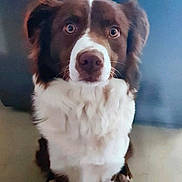 Bella a rejoint le concours — aidez-le/la à gagner de superbes lots ! dog, brown, white, pet, animal, canine, sitting, indoor, fur, ears, face, eyes, nose, looking, cute, companion, domestic, friendly, alert, adorable