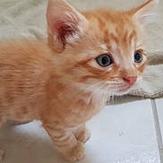 Mimi a rejoint le concours — aidez-le/la à gagner de superbes lots ! aegean_cat, arabian_mau, british_semi_longhair, carnivore, cat, domestic_long_haired_cat, domestic_short_haired_cat, european_shorthair, eye, fawn, felidae, german_rex, kitten, mammal, nose, skin, small_to_medium_sized_cats, snout, vertebrate, whiskers
