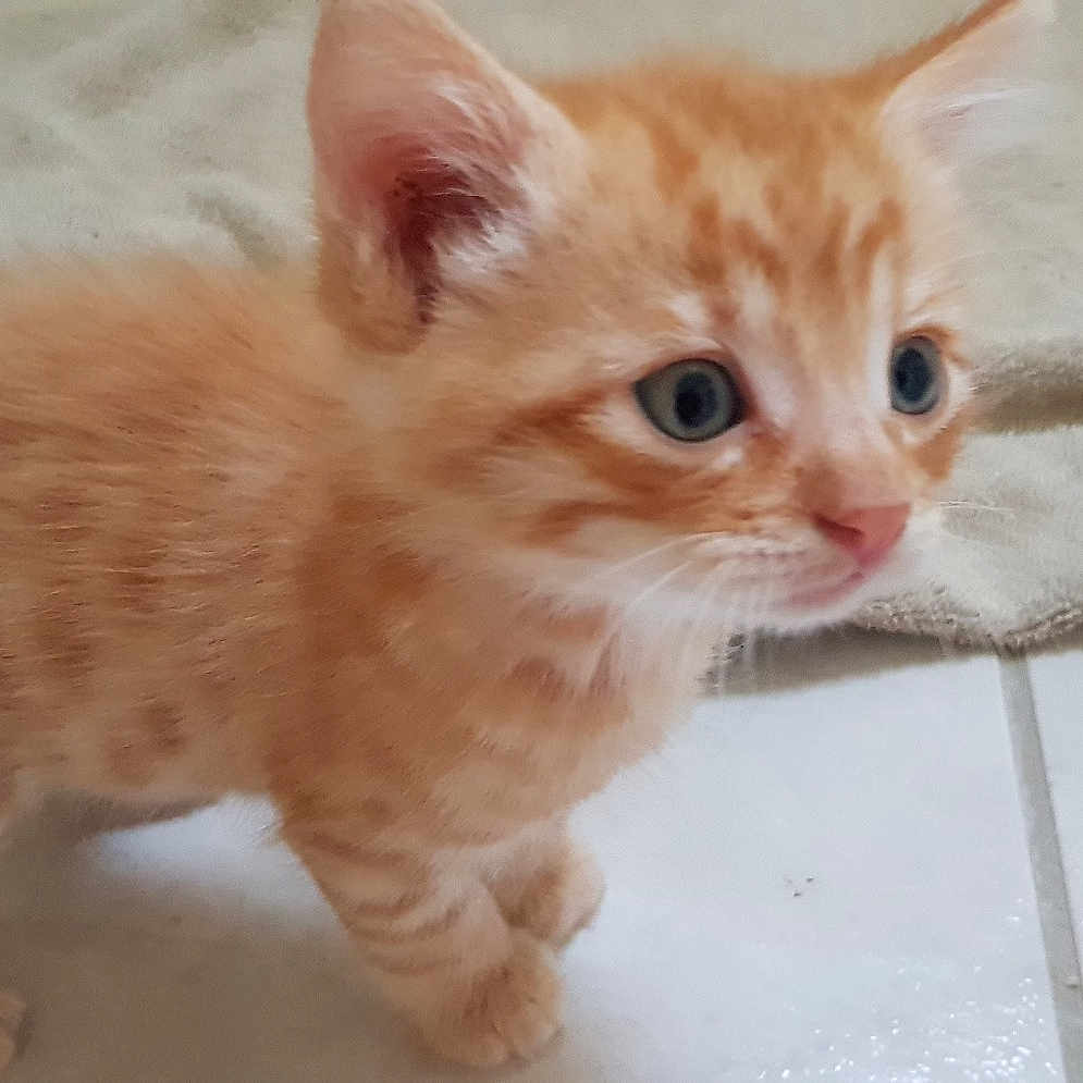Mimi