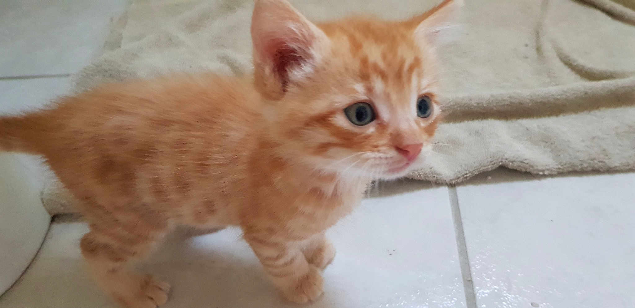 Mimi