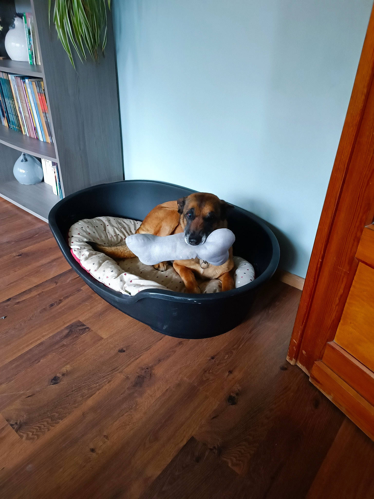Jodie a rejoint le concours — aidez-le/la à gagner de superbes lots ! brown, carnivore, comfort, companion_dog, dog, dog_bed, dog_breed, dog_supply, floor, flooring, hardwood, houseplant, laminate_flooring, pet_supply, room, sporting_group, varnish, wood, wood_flooring, wood_stain