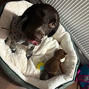 Bin is registered to the contest to win money with this photo: puppy, dog, pet_bed, toy, plush_toy, floor, indoor, looking_up, tongue_out, cute, brown_dog, white_bed, cozy, young_dog, pet_accessory, playful, domestic_animal, animal, companion, relaxed