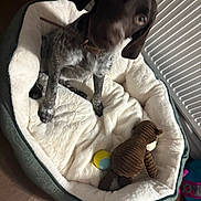 Toby is registered to the contest to win money with this photo: dog, puppy, dog_bed, plush_toy, ball, indoor, floor, pet, cozy, brown, white, black, furry, cute, animal, young_dog, resting, home, soft, toy