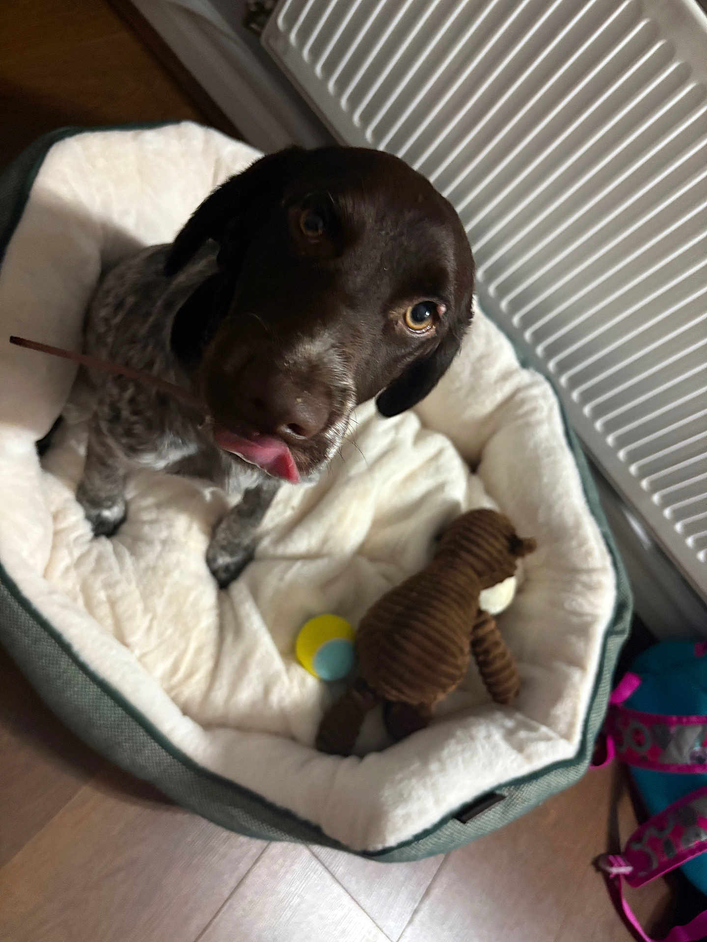 Toby is registered to the contest to win money with this photo: puppy, dog, pet_bed, toy, plush_toy, floor, indoor, looking_up, tongue_out, cute, brown_dog, white_bed, cozy, young_dog, pet_accessory, playful, domestic_animal, animal, companion, relaxed