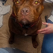 Sissy joined the competition — help win amazing prizes! dog, brown_dog, pet, bow, orange_bow, pink_bow, blanket, indoor, person_hand, jeans, sitting, looking_at_camera, cozy, furniture, collar, close_up, floor, shoe, patterned_blanket, home