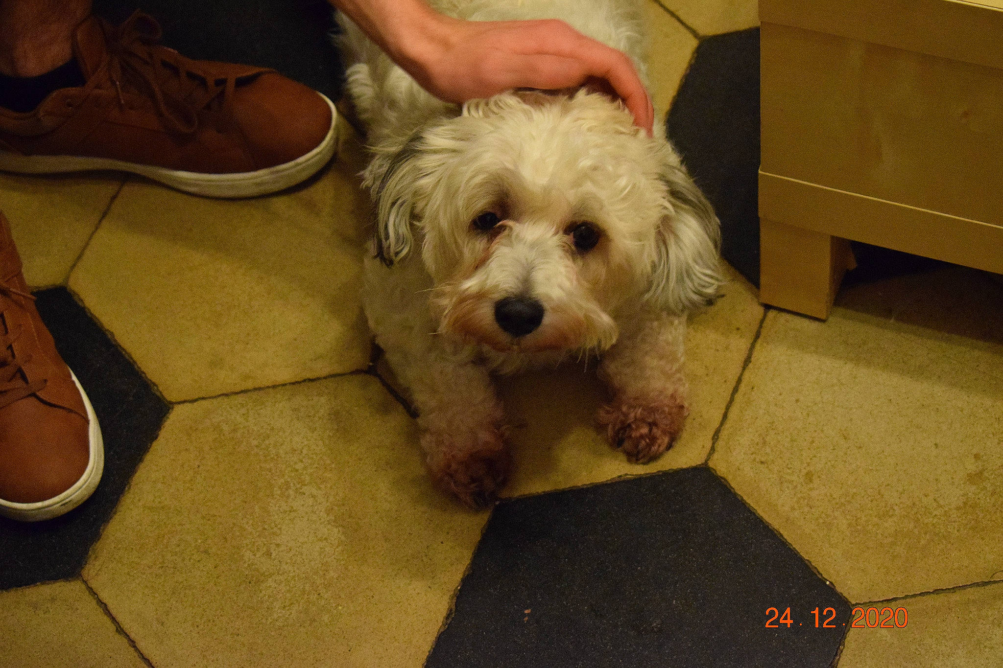 Gribouille a rejoint le concours — aidez-le/la à gagner de superbes lots ! cabinetry, canidae, carnivore, chest_of_drawers, companion_dog, dog, dog_breed, flooring, fur, hardwood, mal_shi, maltepoo, shih_poo, small_terrier, snout, sunglasses, terrier, toy_dog, walking_shoe, working_animal