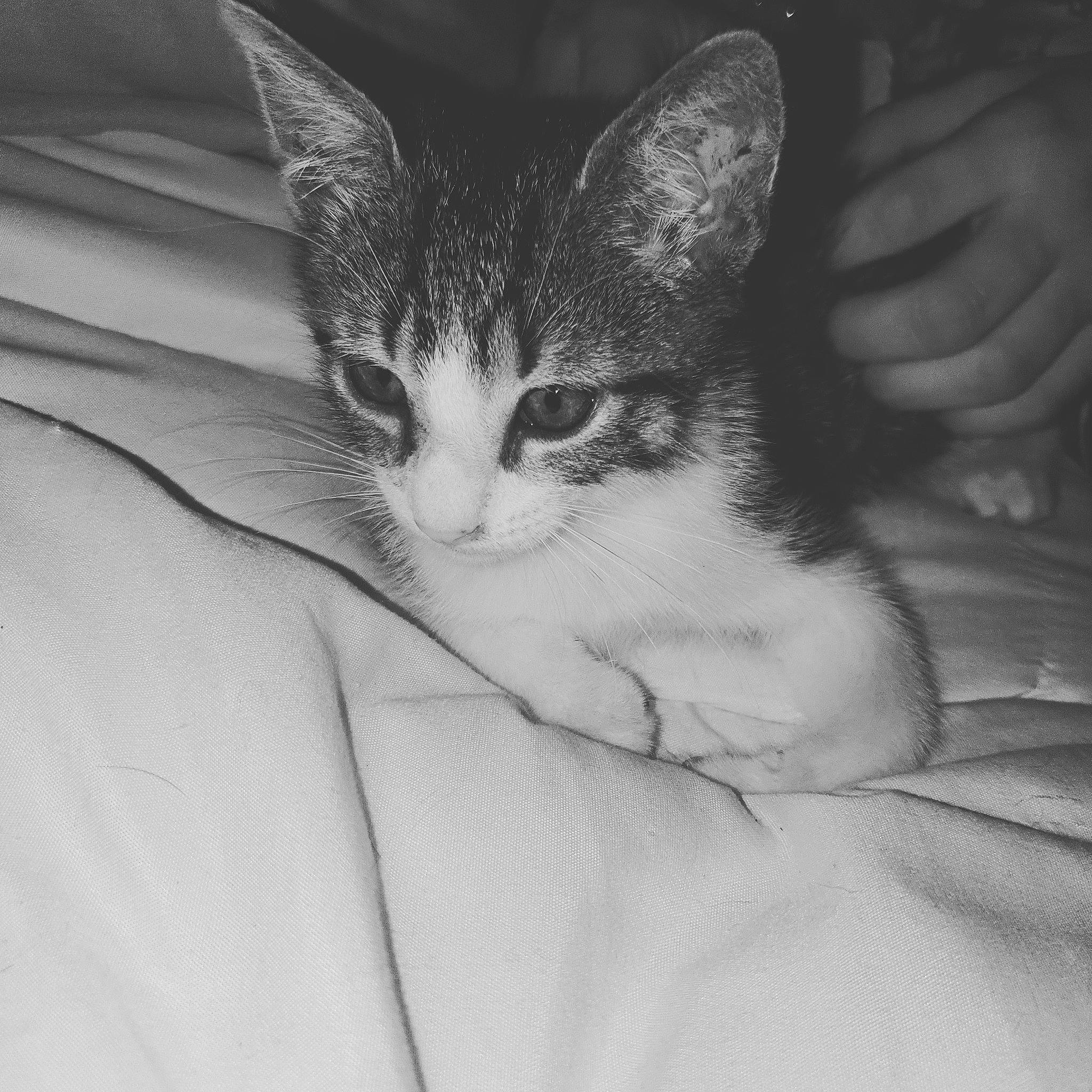 Kovu a rejoint le concours — aidez-le/la à gagner de superbes lots ! arm, carnivore, cat, comfort, domestic_short_haired_cat, felidae, finger, foot, fur, gesture, human_leg, leg, monochrome, monochrome_photography, nail, paw, small_to_medium_sized_cats, snout, tail, whiskers