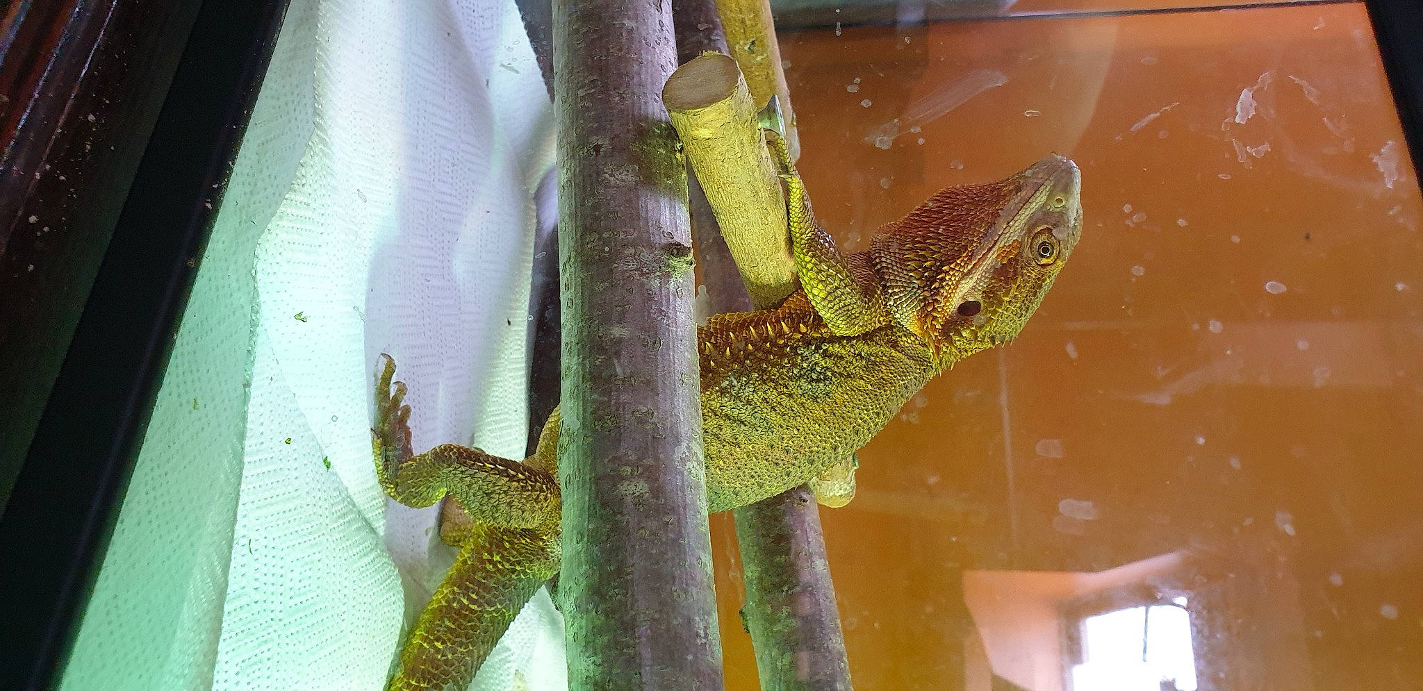 Mushu a rejoint le concours — aidez-le/la à gagner de superbes lots ! amphibian, art, branch, chameleon, claw, dragon_lizard, gecko, iguania, lizard, macro_photography, organism, plant_stem, reptile, scaled_reptile, tail, terrestrial_animal, terrestrial_plant, twig, vertebrate, wall_lizard