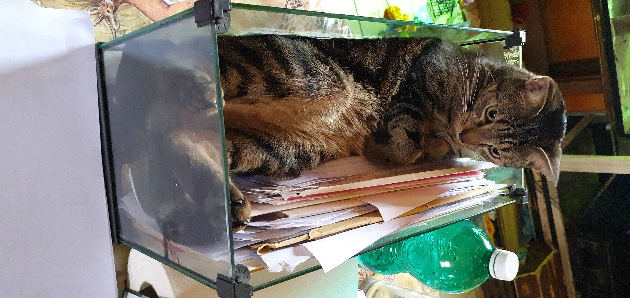 Mogwaï participe au concours pour gagner de l'argent avec cette photo : automotive_exterior, automotive_lighting, cardboard, carnivore, cat, domestic_short_haired_cat, felidae, fur, metal, nap, publication, small_to_medium_sized_cats, snout, tail, whiskers, wood