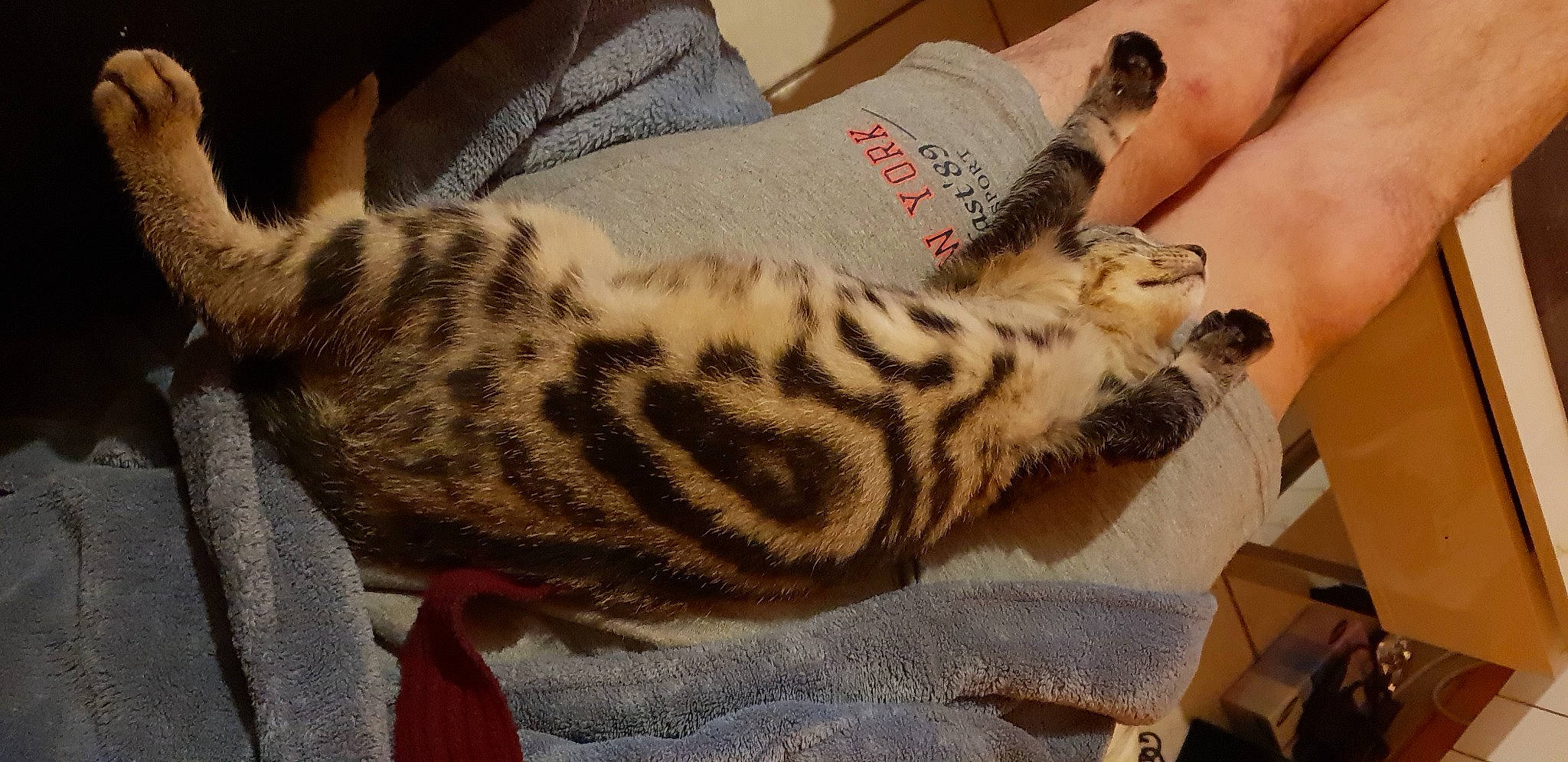 Mogwaï a rejoint le concours — aidez-le/la à gagner de superbes lots ! carnivore, cat, cat_bed, comfort, domestic_short_haired_cat, fawn, felidae, fur, linens, nail, nap, pattern, paw, small_to_medium_sized_cats, tail, terrestrial_animal, whiskers, wood, wrist