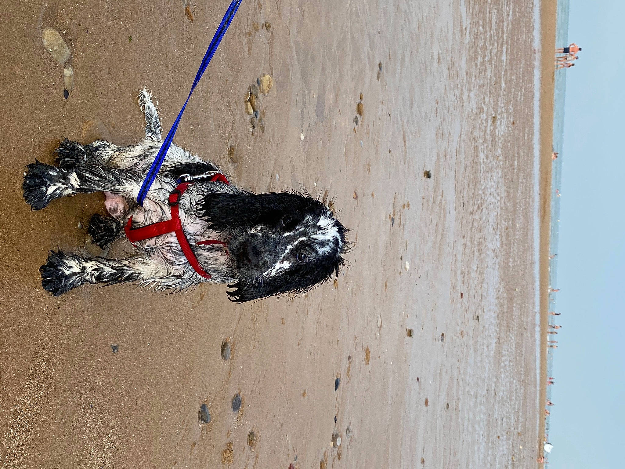 Coquillette participe au concours pour gagner de l'argent avec cette photo : art, asphalt, auto_part, automotive_tire, automotive_wheel_system, carmine, concrete, fictional_character, hardwood, landscape, sand, shadow, soil, street_art, visual_arts, wall, waste, water, wood, wood_stain